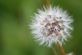 Closeup photo of Dandelion in a Meadow