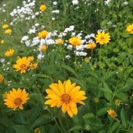 yellow daisies among green grass