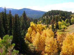 Fall Leaves Nature