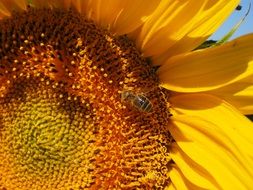 busy bee pollinating sunflower in summer
