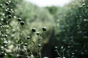 Green Flower buds in Garden, blurred background