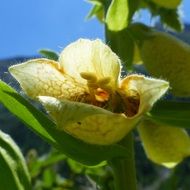yellow mountain flower close-up on blurred background