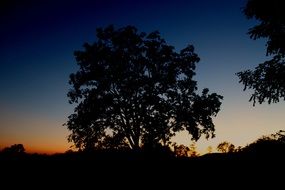 tree silhouette at dusk
