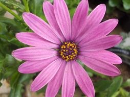 pink flower like a daisy