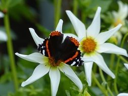 black butterfly with orange stripes on a white flower