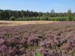 Purple heather on meadow at forest