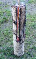 birch log with fire in the forest