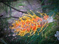 orange grevillea