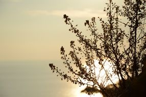 reflection of the sun from the surface of the sea through the branches of a bush in Italy