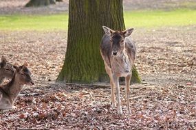 wild roe deer in nature
