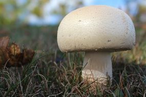 horse mushroom on grass close-up