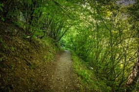 rural forest trail in Bulgaria
