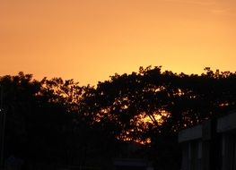 bright orange sunset over the treetops