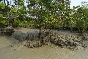 mangroves trees with aerial roots, india, sundarbans