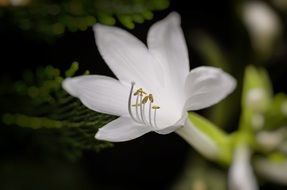 tender white flower