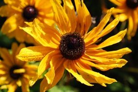 yellow flower blossom bloom plant