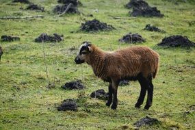 brown sheep among green pasture