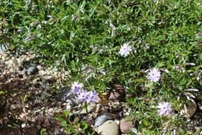 Bed Plant