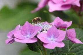 bee on an inflorescence of pink hydrangea