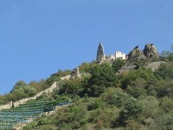 vineyards near the Danube