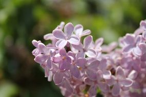 lilac branch on a blurred background