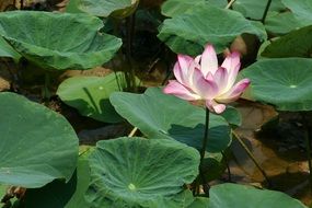 pink lotus on large green leaves on a sunny day