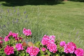 pink spring flowers in a green meadow