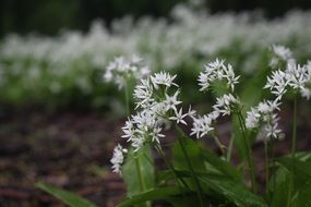 plant with small white flowers in a botanical garden
