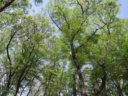 blue sky over trees with green foliage