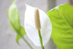 Flower Winter India