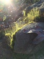 Picture of Moss on a rock at the sunshine