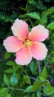 Plant Hibiscus