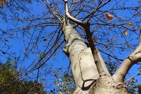 bare Autumn Tree at Sky, bottom view