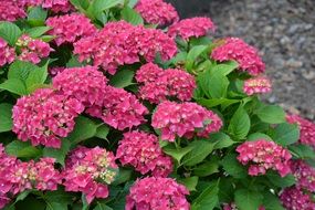 dark pink rhododendron closeup