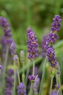 lavender for aroma