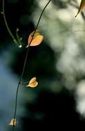freshness of spring leaves