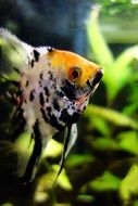 Close up photo of scalar fish