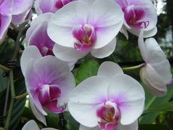 orchids in the botanical garden of Singapore