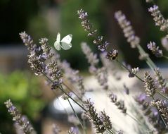 white butterfly on blooming lavender closeup