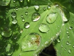 large drops of rain on a lotus