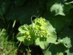 nature green blossom bloom spring