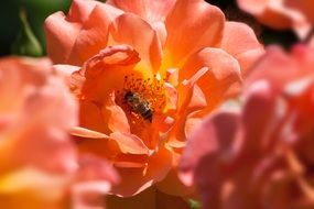 bee on an orange summer flower