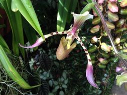 exotic Orchid Flower