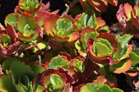 lanzarote with green leaves