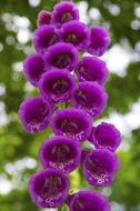 picturesque and pretty Mockshood Flower