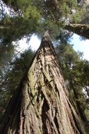 redwood tree in California