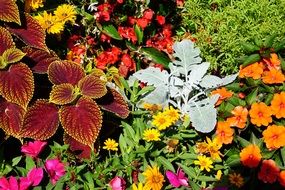 flowerbed with colorful different plants in a botanical garden