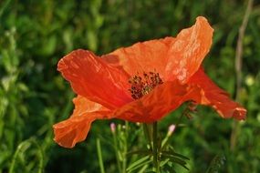Red Poppy Flower in a meadow