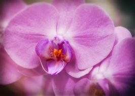 delightful beauty Orchid Phalaenopsis