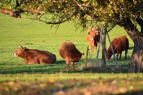 cows in the shade of a tree